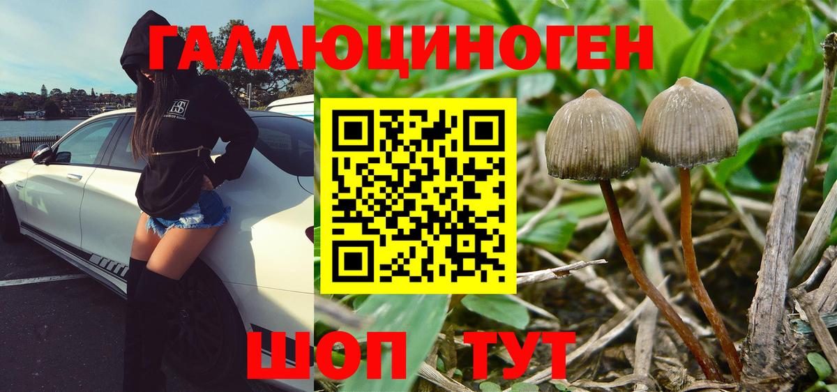 Псилоцибиновые грибы Psilocybe Гусь-Хрустальный